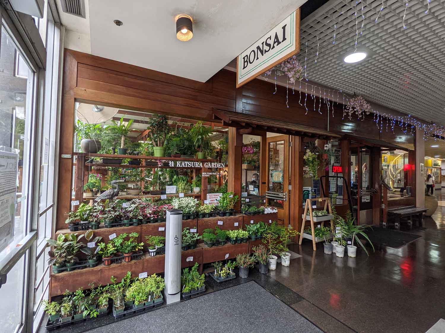 The Katsura Garden storefront in the Japan Center mall, with tiered wooden shelves of green plants and a hanging Bonsai sign.